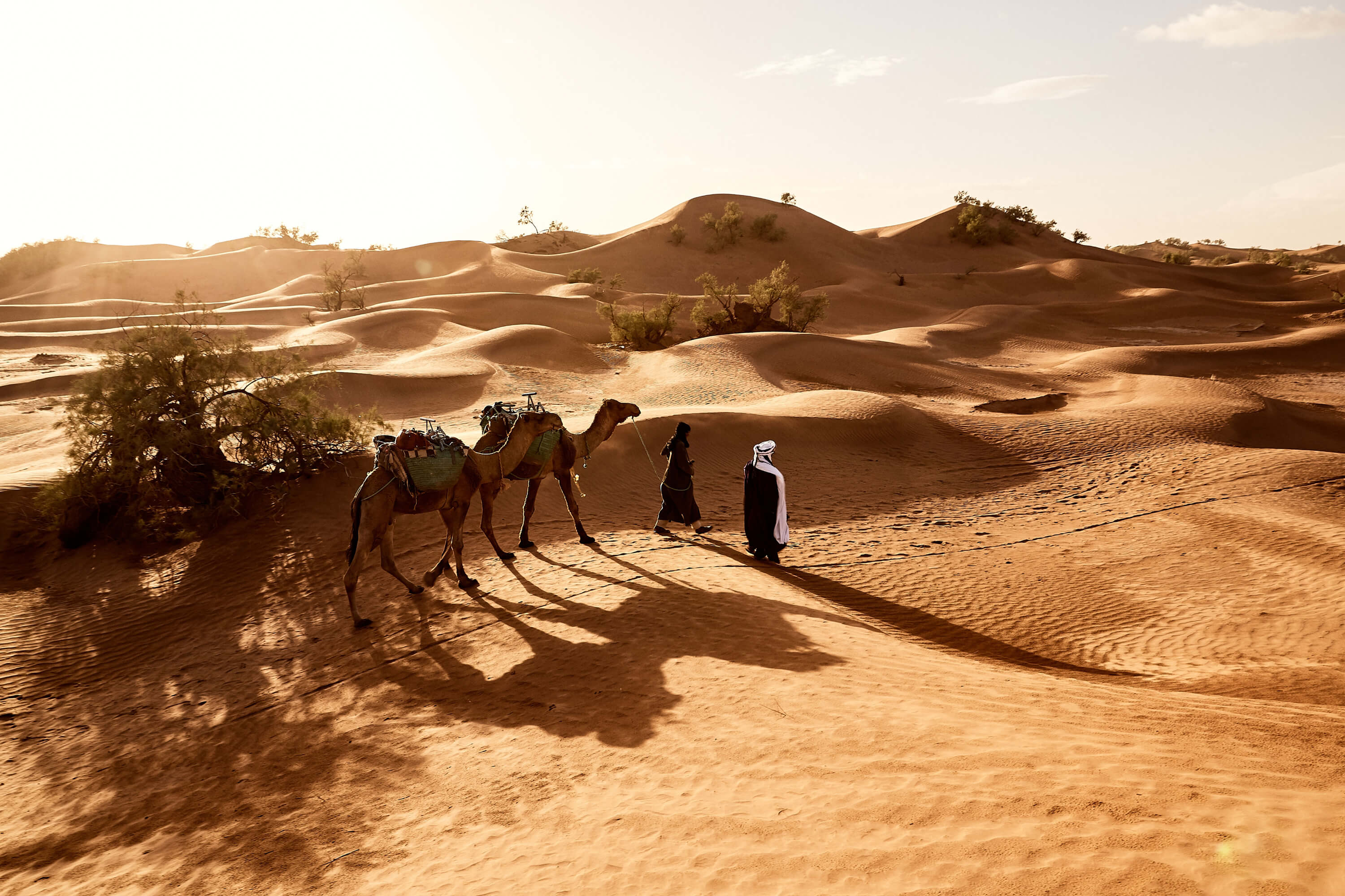 Camel caravan at sunset