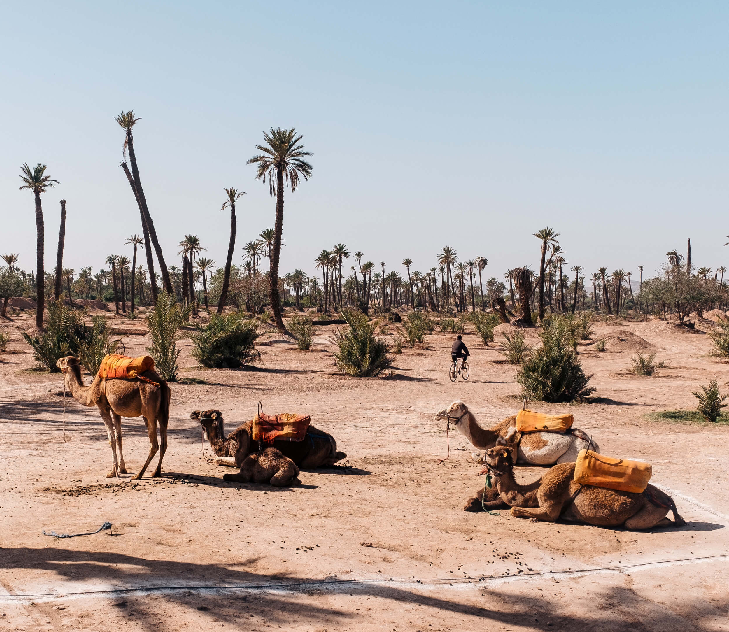 Desert oasis with camels